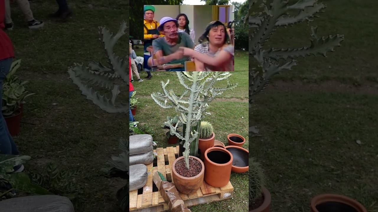 𝑬𝒖𝒑𝒉𝒐𝒓𝒃𝒊𝒂 𝒍𝒂𝒄𝒕𝒆𝒂: Candelero, Espolón de Dragón, Cactus Falso 