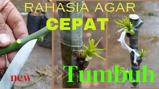 RAHASIA TUMBUH CEPAT || SAMBUNG PUCUK MANGGA