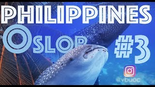 Филиппины. Ослоб. Китовые акулы в 4K (Серия 3) | Главная цель путешествия на Филиппины!