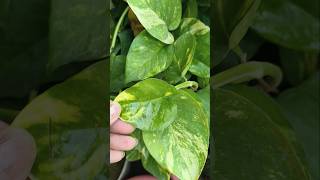 Money plant Cear and tips 🪴 #homegardenig #naturalplant #viral_shorts #shortvideo #shorts