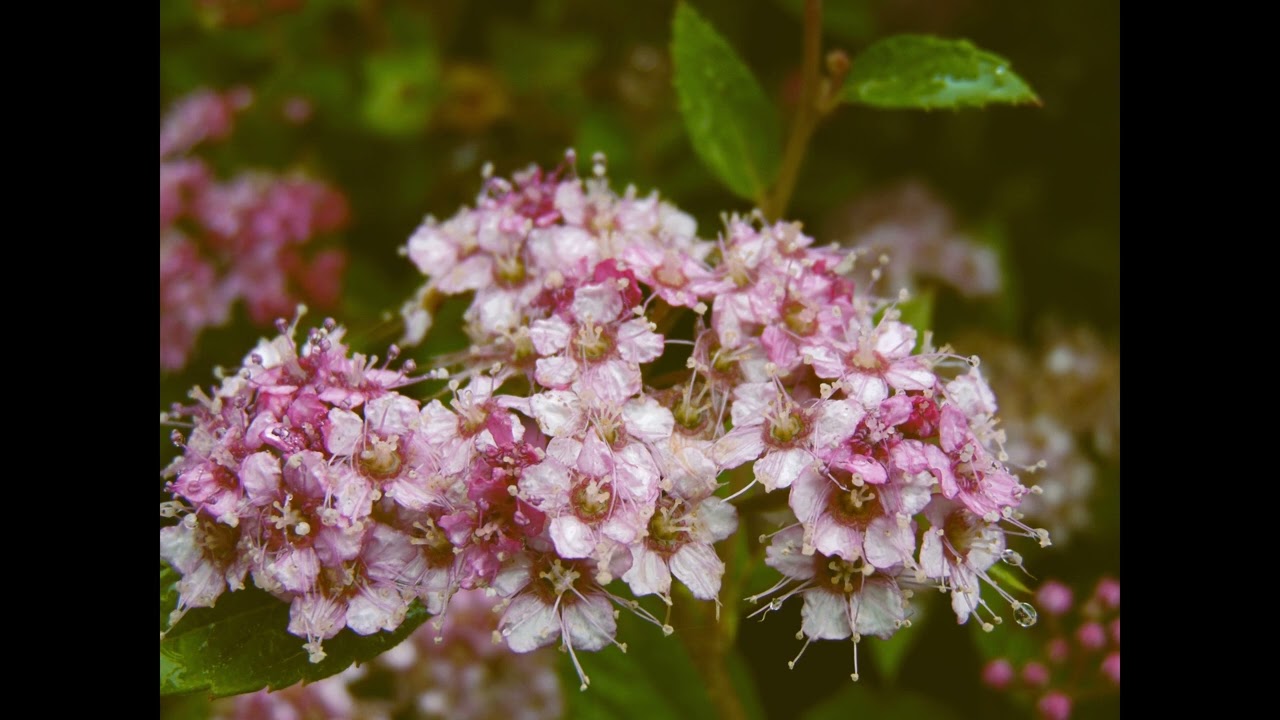 Soft-Spoken Irish Reading of “Love (III)” by George Herbert | Relaxing Poetry for Calm