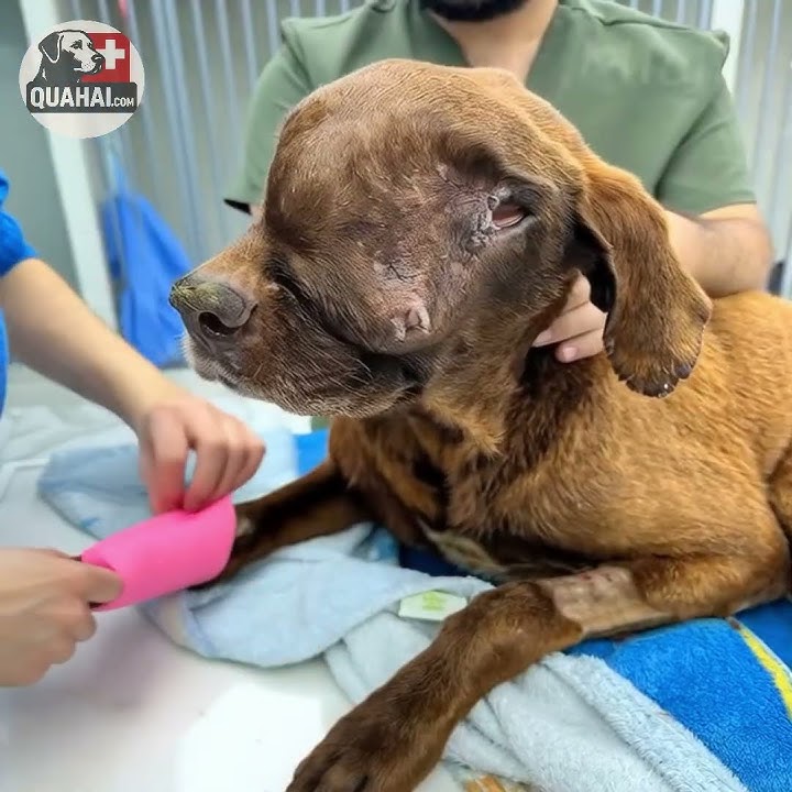 Poor Dog Collapses from Giant T.umor — Stranger's Kindness Brings Him Back to Life.😥💔| Animal Rescue - YouTube