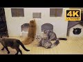 4K Cat Cafe Video - Cat Screensavers Download