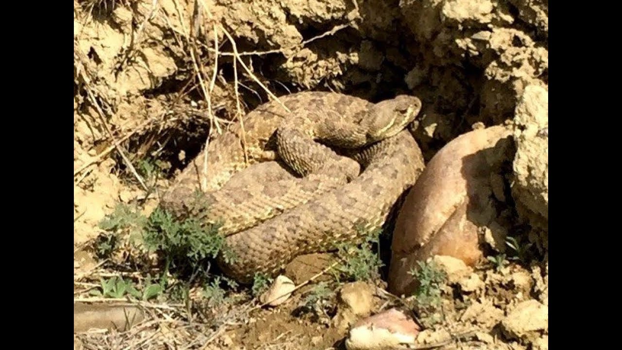 Riverstone Rattlesnakes On The Move - YouTube Ryan Heavy Head