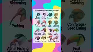 Avian Beak Adaptations &amp; Feeding Strategies 🐦 | Bird Beaks Explained