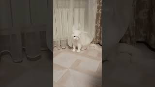 Cat Gets Curtain Stuck on Its Head Like a Bridal Veil