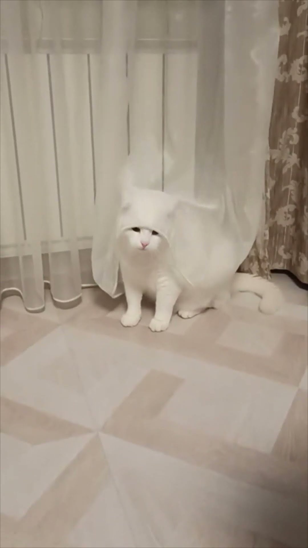 Cat Gets Curtain Stuck on Its Head Like a Bridal Veil