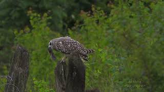 Sumpfohreule mit Schermaus