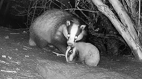 New Forest Explorers Guide - Badger cub being moved by its mother