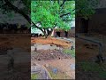 Langay Sharif Gujrat Pakistan