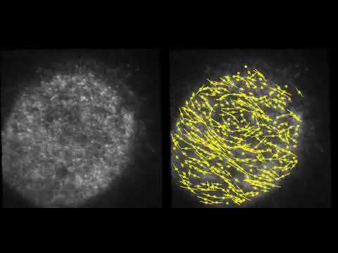 Ciona egg before and after fertilization