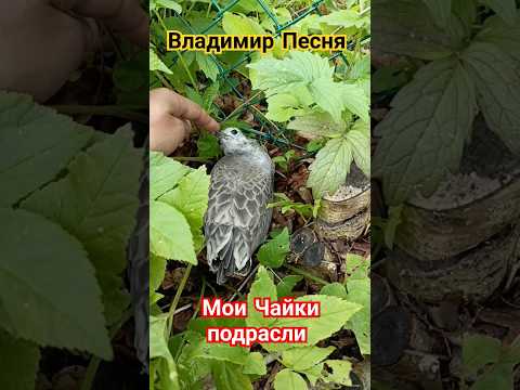 Владимир Песня / Я с Тобой #шорт #shorts #shortvideo
