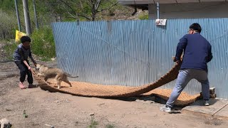 혈기왕성 시골개에게 견사 지어주는 영상인데 재밌어서 길어요