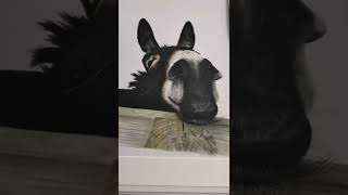 behold....my stuff. #prints #artist #artwork #animals #donkey #tiger #paintings #gallery #create