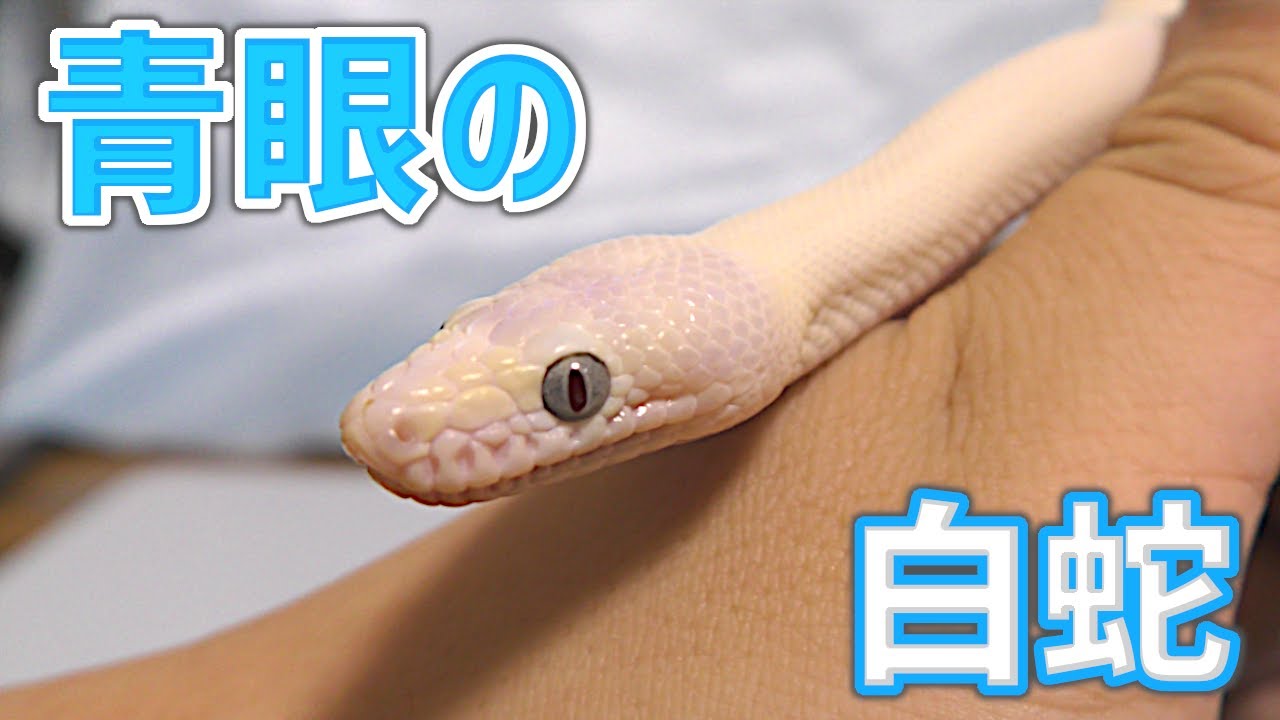 Blue Eyes] We welcomed a jewel-like white snake into our home