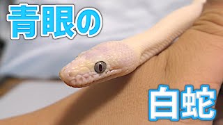 ꫛꫀꪝ✧‧˚【No.248】qPIGpのRainbowシリーズ シロクマ mqdefault.jpg