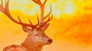 Wildfire In Australia 2019 Millions Of Animals Burned To Death