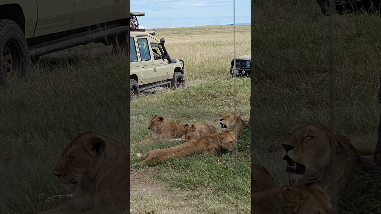 ⁣1104 - Lionesses in jungle #drharshinderkaurpatiala