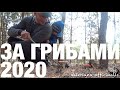 ЗА ГРИБАМИ 2020