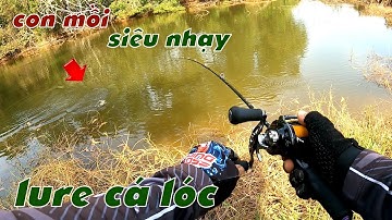 Câu Lure Cá Lóc ✅ Lure Cá Lóc Dạo Ao Hoang Lâu Năm Và Cái Kết Tâm Râu Vlog #223