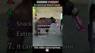 RANKING THEBEST A comical black bear.#funny #funnyvideo #Foryou #animals