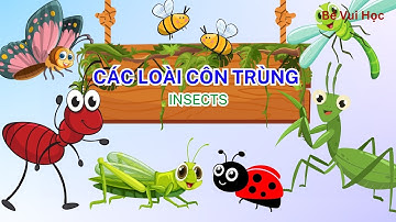 Các Loài Côn Trùng | Insects| Bé Nhận Biết Côn Trùng Bướm, Ong, Sâu, kiến,...