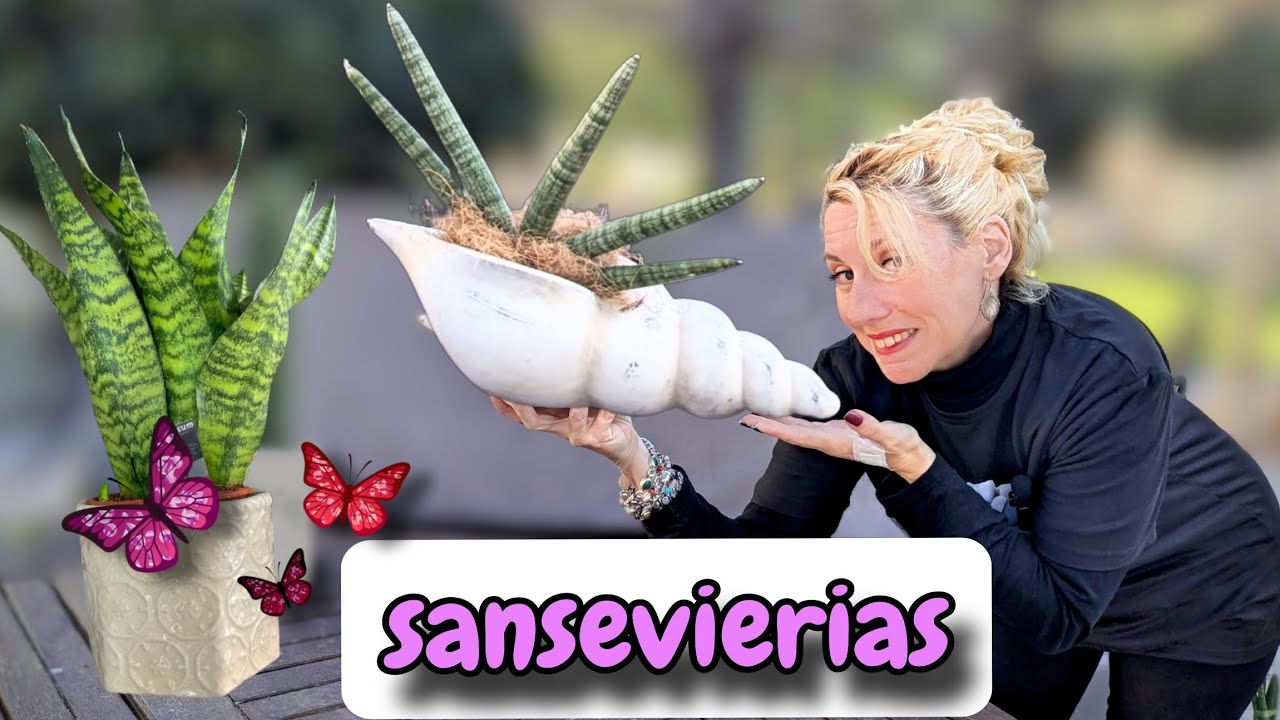 CÓMO CUIDAR, REGAR,Trasplantar SANSEVIERIAS,#tips#cuidados