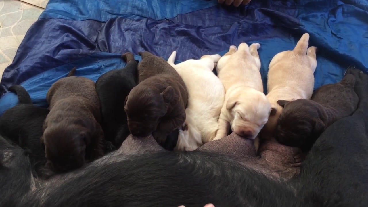 Quantos Cachorros Nascem Na Primeira Ninhada