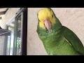 Amazon parrot talking like no other parrot.