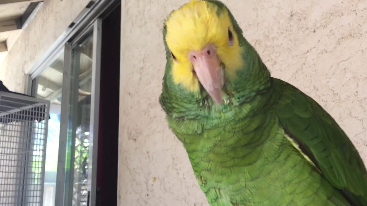 ⁣Amazon parrot talking like no other parrot.