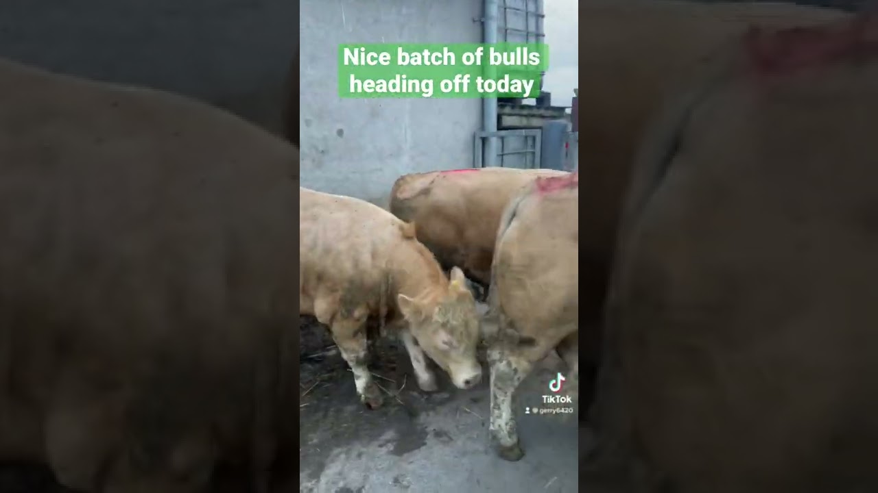 BEEF BULLS HEADING OFF