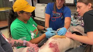 Two dogs rescued, each with multiple gunshot wounds - Stray Rescue of St.Louis