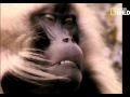Sexe Et Harem Du Babouin 