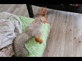 Как бельчонок не даёт мне ни спать, ни работать...🤷🤭🐿️The squirrel interferes with my sleep and work