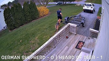 Reolink Captures: German Shepherd vs Herd of Deer