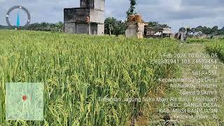 Kondisi Tanaman Padi Poktan Suka Maju Air Balui Kecamatan Sanga Desa