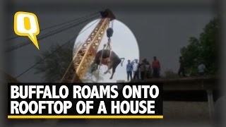 The Quint: Clueless Buffalo Stuck on Rooftop, Rescued by a Crane