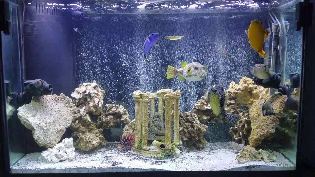Salt water tank! Pufferfish! YouTube