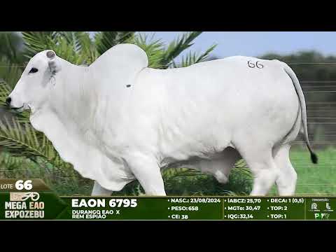 LOTE 66