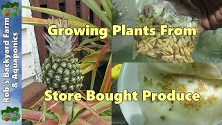 Growing plants from store bought produce..