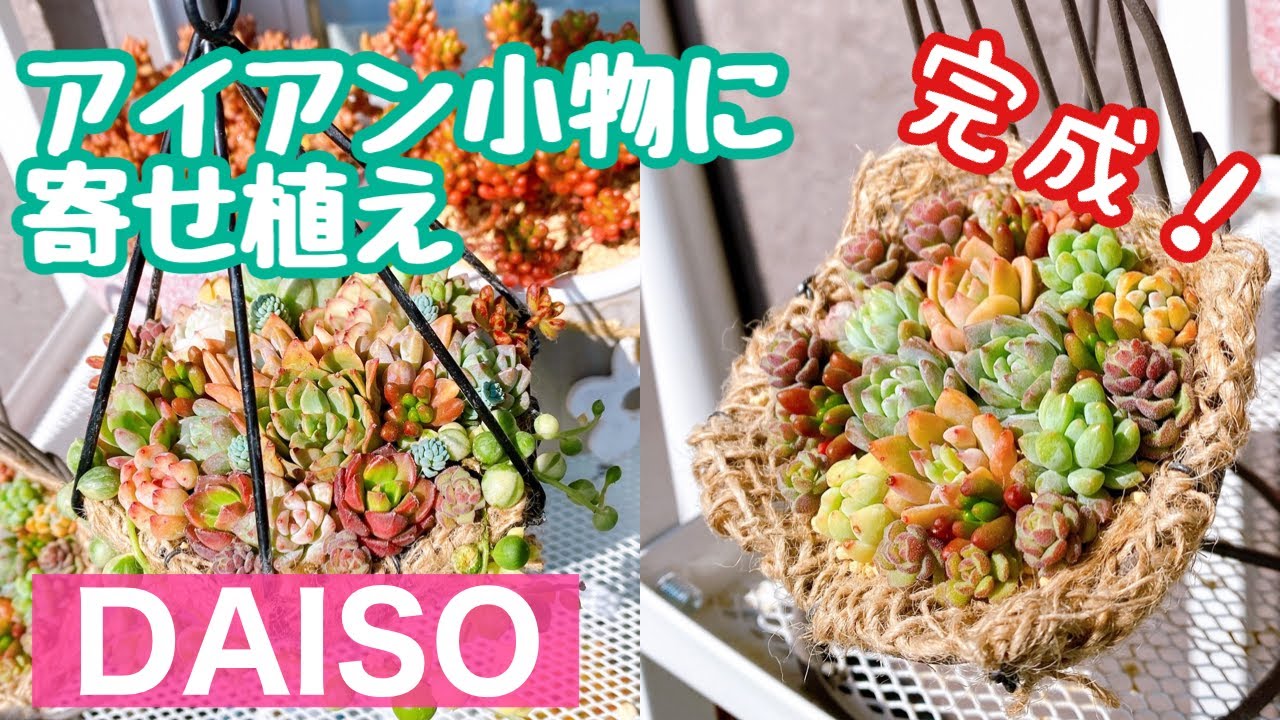 初心者 さん おすすめ 】簡単に揃う 多肉 で ダイソー のアイアン小物