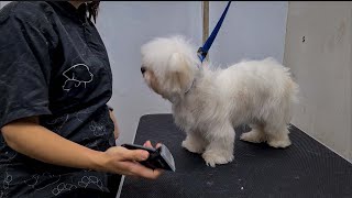 2 YEARS OLD MALTESE. 🐶❤️  GROOMING TRANSFORMATION.