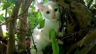 植込みの中からこっちを見ている子猫が可愛過ぎる