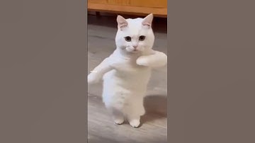 Cat Drifting 😼 | #cat