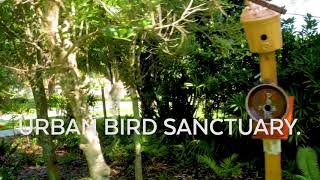 Songbird Park - An Urban Bird Sanctuary