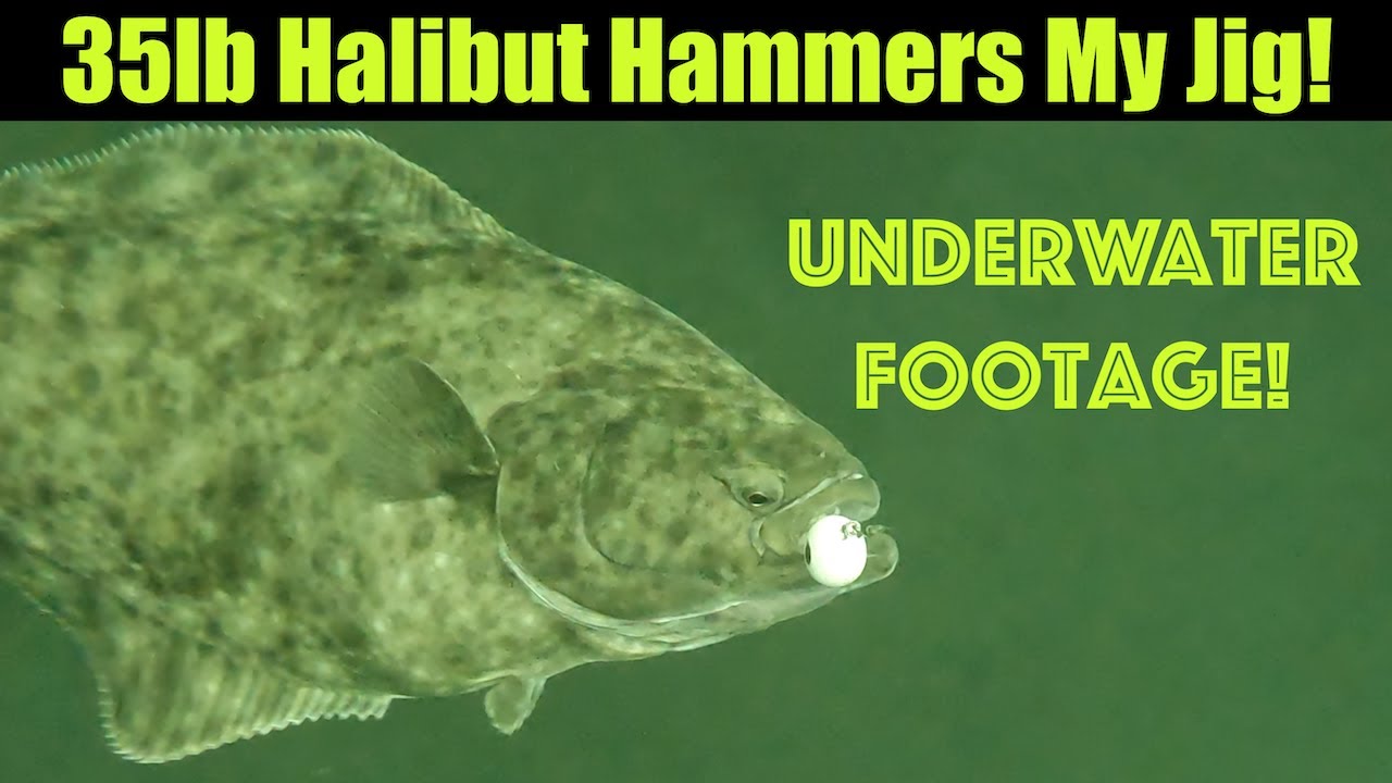 35lb Halibut Hammers My Jig! Underwater Footage! Alaskan Halibut