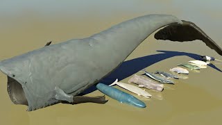 Whats The Real Size Of Bloop Compared To Whales