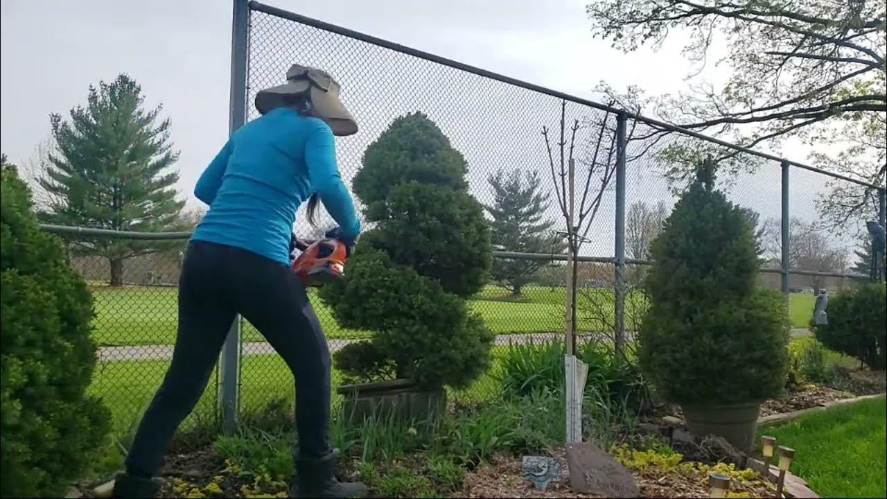 Live How to Prune & Trim Spiral Dwarf Alberta Spruce/Prevent Brown leaves MOJUSA YouTube