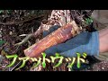 【ファットウッド】キャンプをするのでファットウッドを集めた！【探し方】【採取方法】【着火剤】【松】