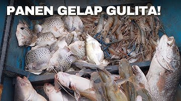 PANEN BABON-BABON IKAN BAUNG SATU KOMPLEK BERSAMA UDANG GALAH - JARING MENGHADANG SUNGAI [AMPAS]